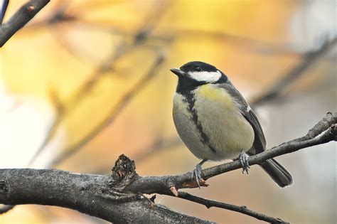 geile große titten|Große titten